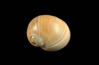 藏品(細紋玉螺)的圖片